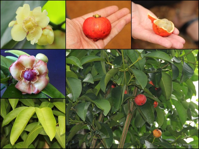 Garcinia hombroniana•&copy; Ang Wee Foong•All Rights Reserved