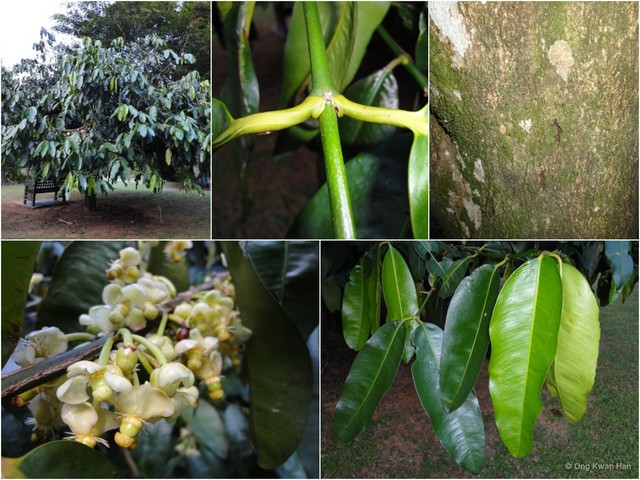 Garcinia macrophylla•&copy; Ong Kwan Han•All Rights Reserved