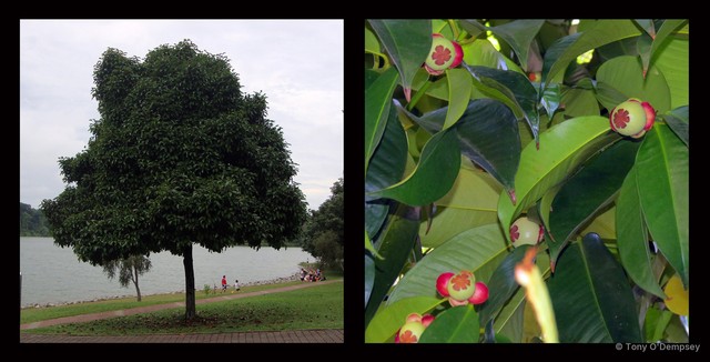 Garcinia mangostana•&copy; Tony O'Dempsey•All Rights Reserved