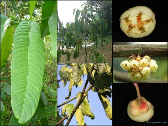 Garcinia nervosa•&copy; Ang Wee Foong•All Rights Reserved