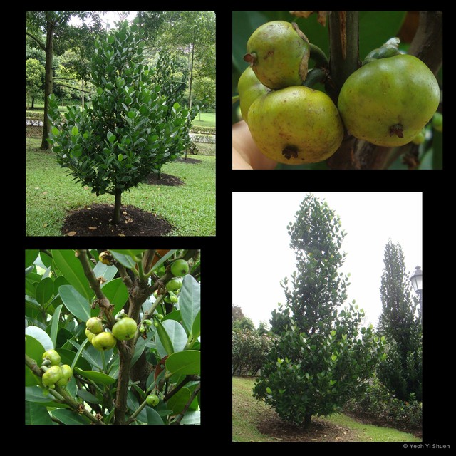 Garcinia subelliptica•&copy; Yeoh Yi Shuen•All Rights Reserved