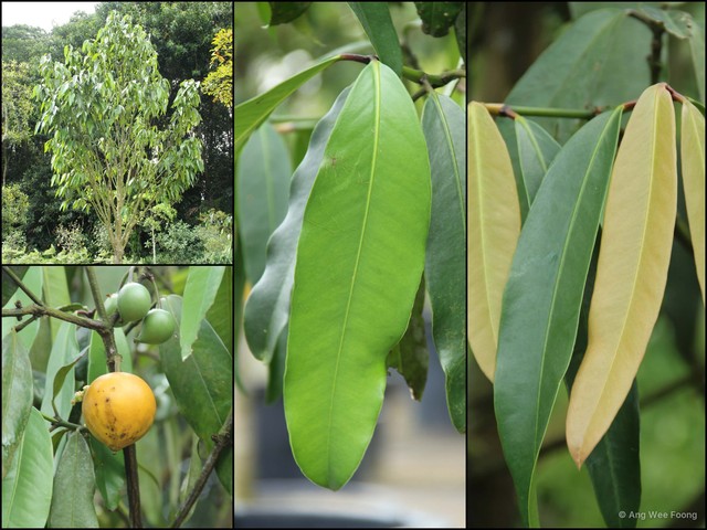 Garcinia xanthochymus•&copy; Ang Wee Foong•All Rights Reserved