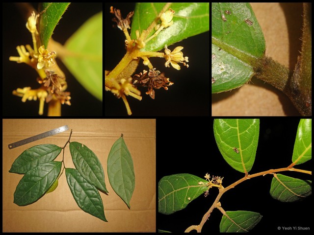 Dichapetalum sordidum•&copy; Yeoh Yi Shuen•All Rights Reserved