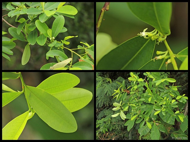 Erythroxylum cuneatum•&copy; Louise Neo•All Rights Reserved