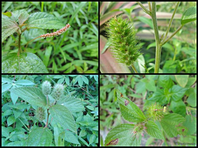 Acalypha alopecuroidea•&copy; Ong Kwan Han•All Rights Reserved