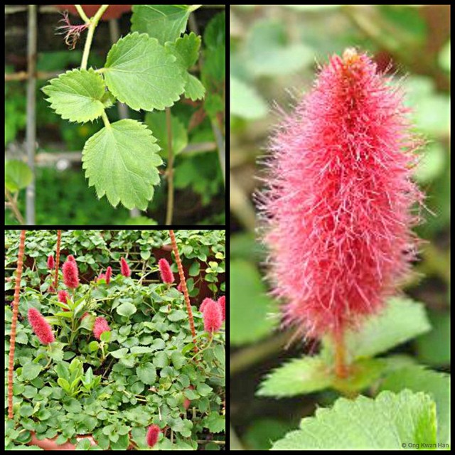 Acalypha chamaedrifolia•&copy; Ong Kwan Han•All Rights Reserved