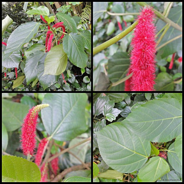 Acalypha hispida•&copy; Ong Kwan Han•All Rights Reserved