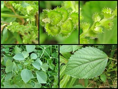 Acalypha indica L.