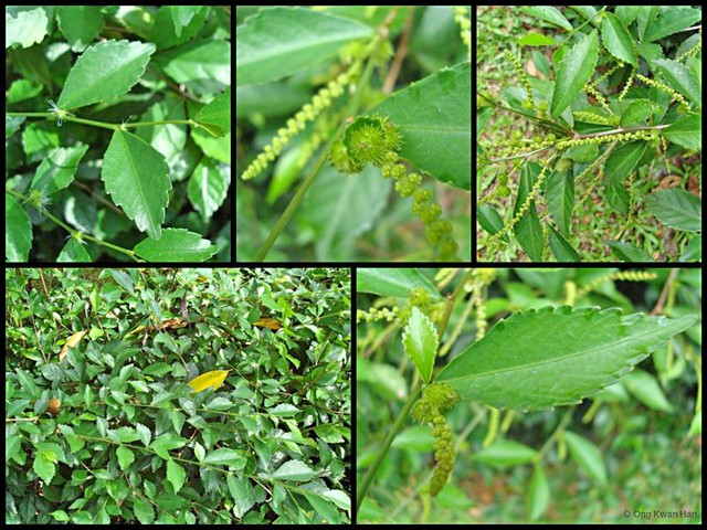 Acalypha siamensis•&copy; Ong Kwan Han•All Rights Reserved