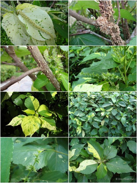 Acalypha wilkesiana•&copy; Ong Kwan Han•All Rights Reserved