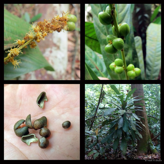 Agrostistachys borneensis•&copy; Yeoh Yi Shuen•All Rights Reserved