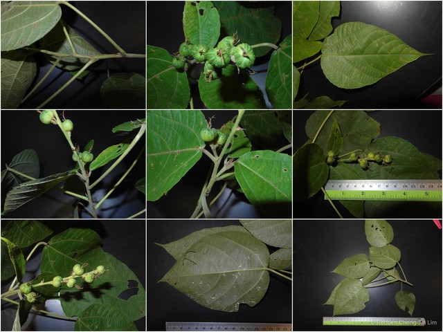 Alchornea tiliifolia•&copy; Reuben Chong Jin Lim•All Rights Reserved