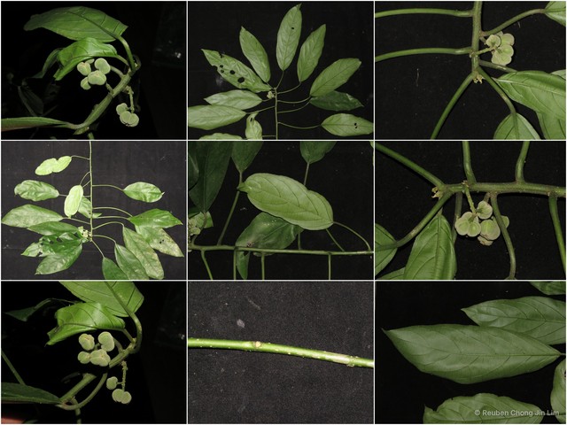 Claoxylon longifolium•&copy; Reuben Chong Jin Lim•All Rights Reserved