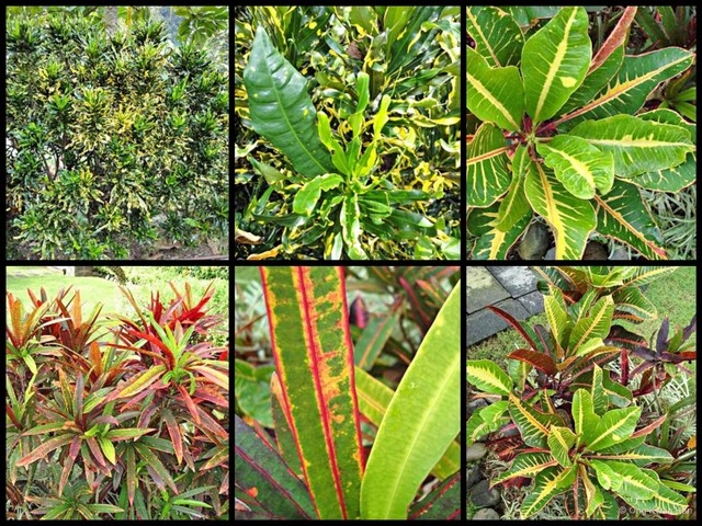 Codiaeum variegatum•&copy; Ong Kwan Han•All Rights Reserved