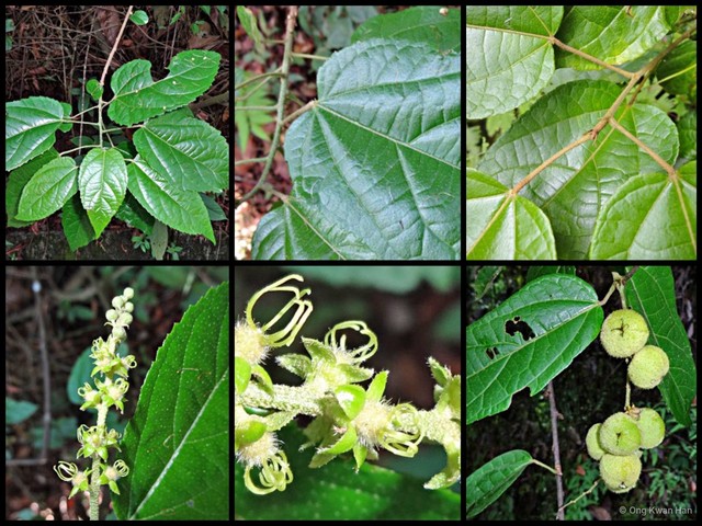 Croton caudatus•&copy; Ong Kwan Han•All Rights Reserved