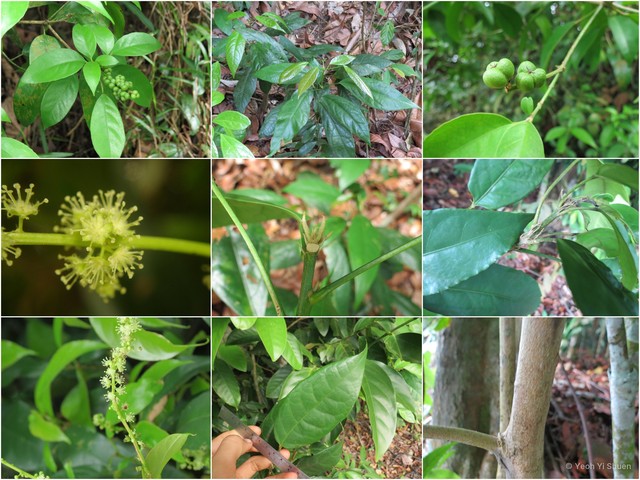 Croton oblongus•&copy; Yeoh Yi Shuen•All Rights Reserved