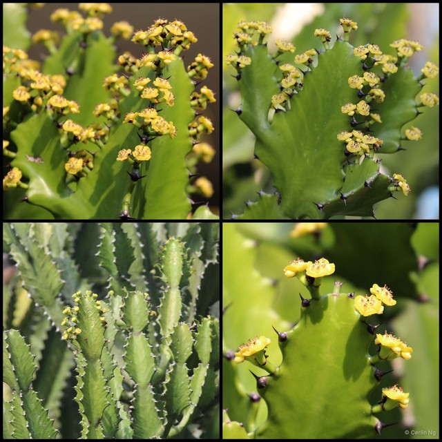 Euphorbia (Euphorbia) antiquorum•&copy; Cerlin Ng•All Rights Reserved