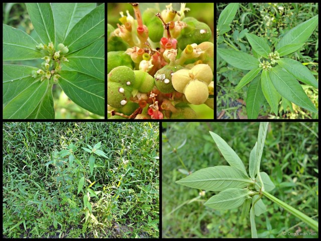 Euphorbia (Chamaesyce) heterophylla•&copy; Ong Kwan Han•All Rights Reserved