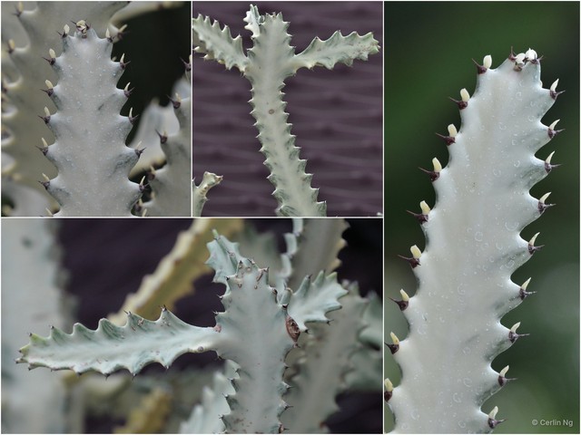 Euphorbia (Euphorbia) lactea•&copy; Cerlin Ng•All Rights Reserved