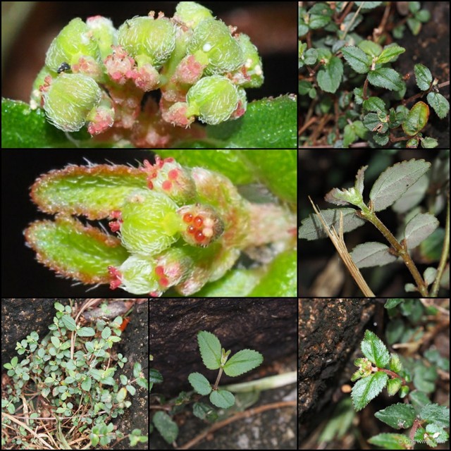 Euphorbia (Chamaesyce) ophthalmica•&copy; Ong Kwan Han•All Rights Reserved