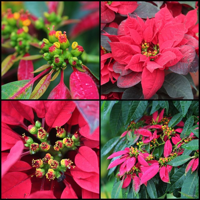 Euphorbia (Chamaesyce) pulcherrima•&copy; Cerlin Ng•All Rights Reserved