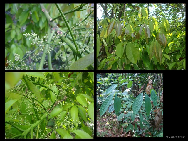 Hevea brasiliensis•&copy; Yeoh Yi Shuen•All Rights Reserved