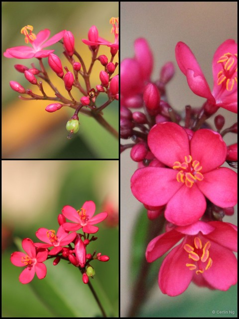 Jatropha integerrima•&copy; Cerlin Ng•All Rights Reserved