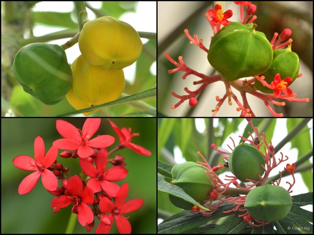 Jatropha multifida•&copy; Cerlin Ng•All Rights Reserved