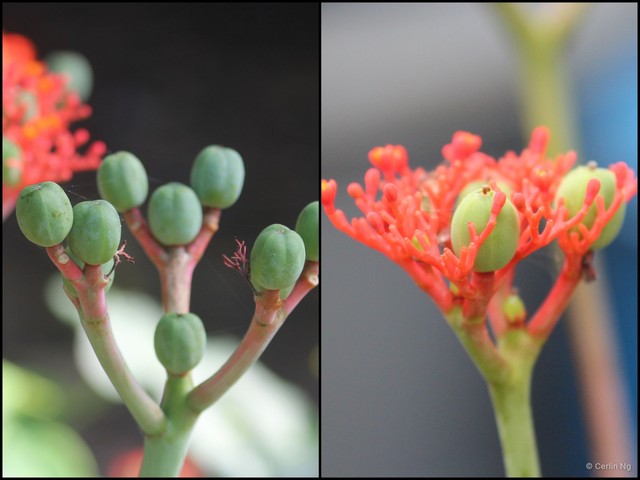 Jatropha podagrica•&copy; Cerlin Ng•All Rights Reserved