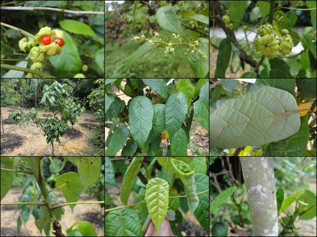 Macaranga caladiifolia•&copy; Ong Kwan Han•All Rights Reserved