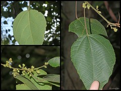 Macaranga trichocarpa (Zoll.) Müll.Arg.