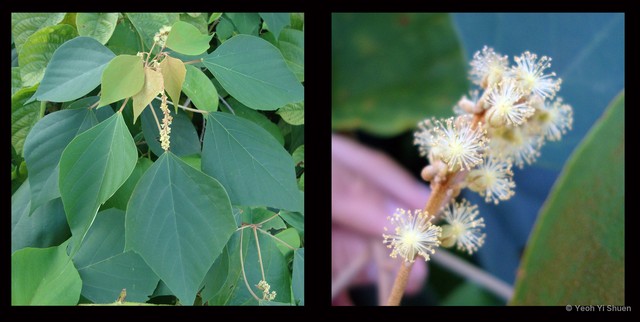 Mallotus paniculatus•&copy; Yeoh Yi Shuen•All Rights Reserved