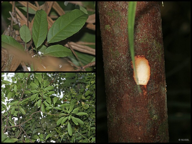 Pimelodendron griffithianum•&copy; NUSBL•All Rights Reserved
