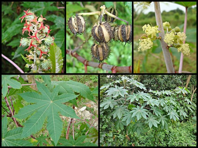 Ricinus communis•&copy; Ong Kwan Han•All Rights Reserved