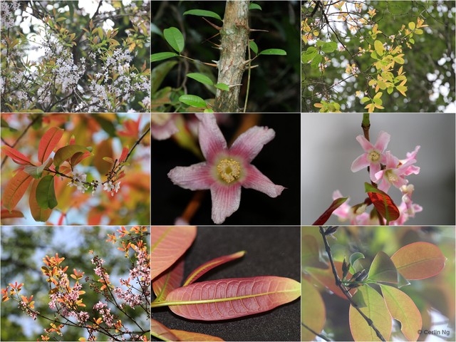 Cratoxylum formosum•&copy; Cerlin Ng•All Rights Reserved