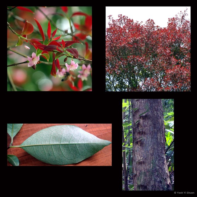 Cratoxylum maingayi•&copy; Yeoh Yi Shuen•All Rights Reserved
