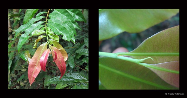 Campylospermum serratum•&copy; Yeoh Yi Shuen•All Rights Reserved