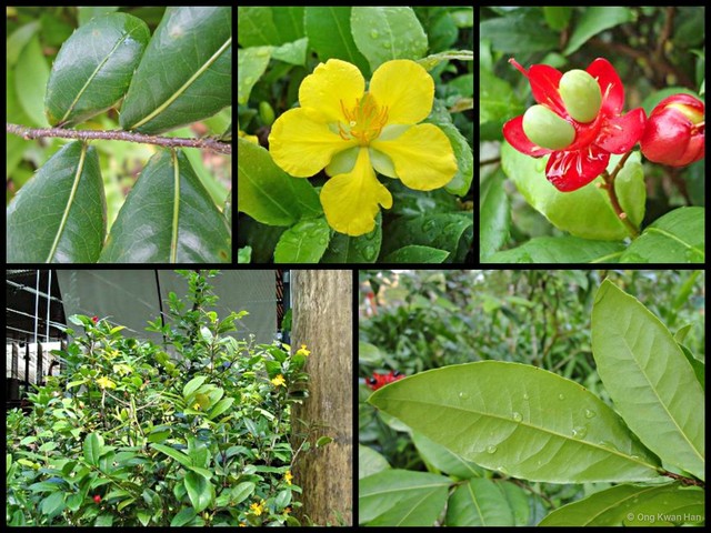 Ochna kirkii•&copy; Ong Kwan Han•All Rights Reserved