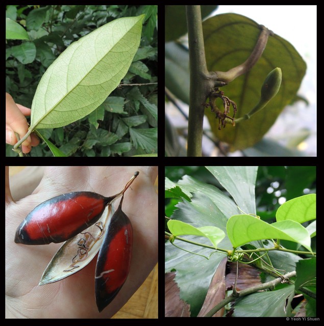 Adenia macrophylla var. singaporeana•&copy; Yeoh Yi Shuen•All Rights Reserved