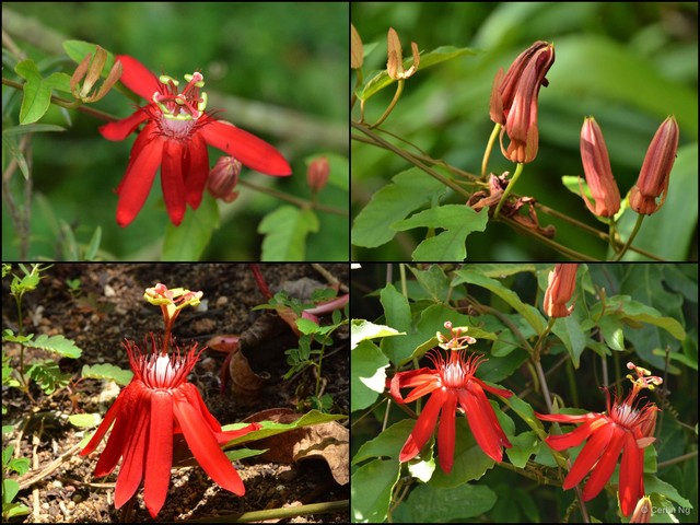 Passiflora (Passiflora) coccinea•&copy; Cerlin Ng•All Rights Reserved