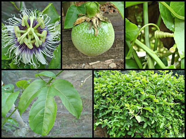 Passiflora (Passiflora) edulis•&copy; Ong Kwan Han•All Rights Reserved