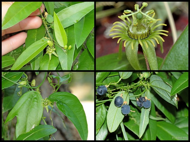 Passiflora (Decaloba) suberosa•&copy; Louise Neo•All Rights Reserved