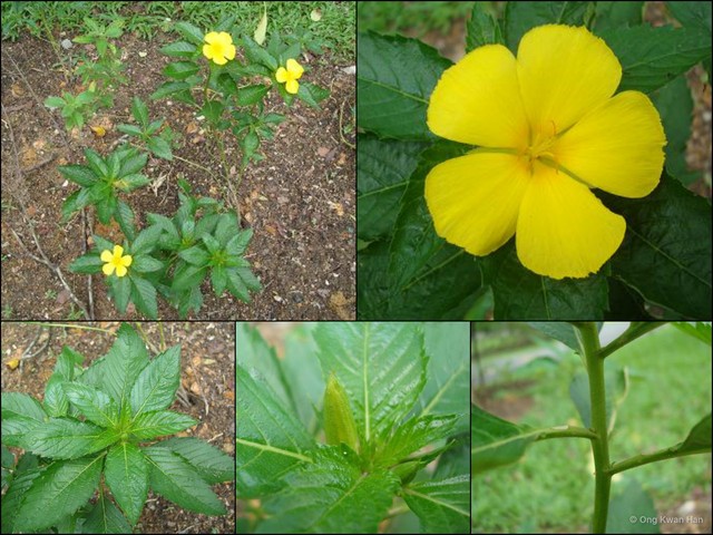 Turnera ulmifolia•&copy; Ong Kwan Han•All Rights Reserved