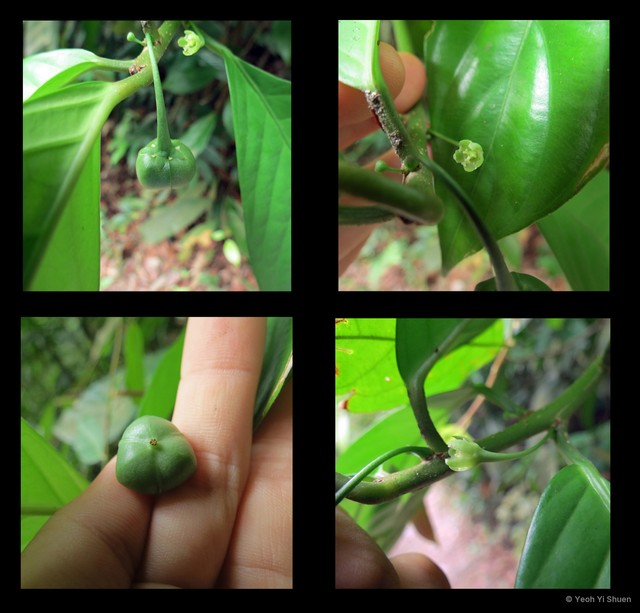 Actephila excelsa var. javanica•&copy; Yeoh Yi Shuen•All Rights Reserved