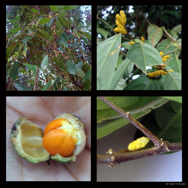 Aporosa frutescens•&copy; Yeoh Yi Shuen•All Rights Reserved