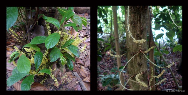 Baccaurea parviflora•&copy; Yeoh Yi Shuen•All Rights Reserved