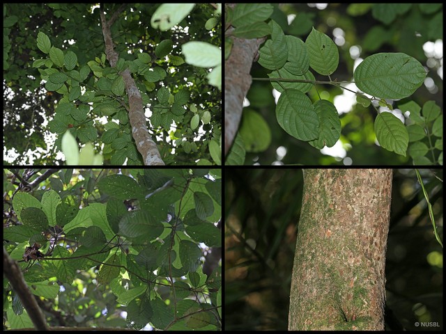 Baccaurea polyneura•&copy; NUSBL•All Rights Reserved