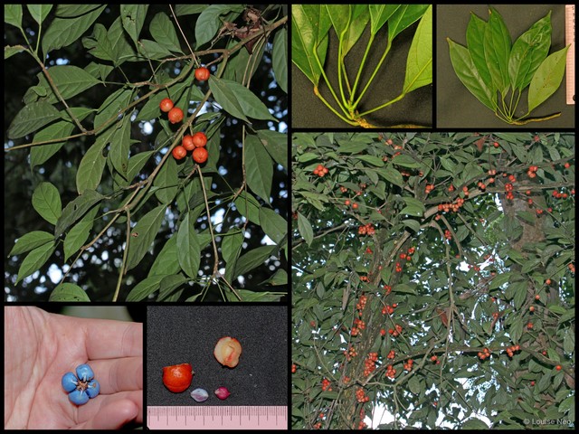 Baccaurea racemosa•&copy; Louise Neo•All Rights Reserved