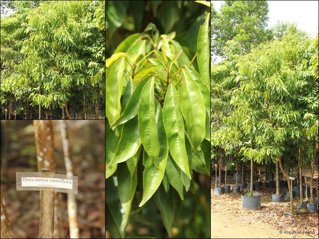 Baccaurea ramiflora•&copy; Ang Wee Foong•All Rights Reserved