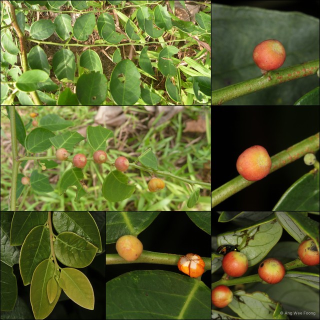 Breynia racemosa•&copy; Ang Wee Foong•All Rights Reserved